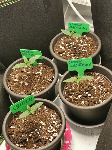Growreport Bild 4