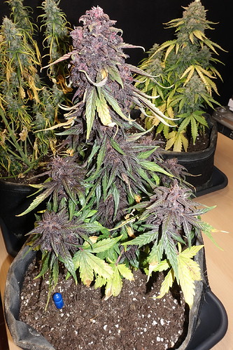 Growreport Bild 3