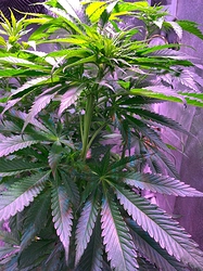 Growreport Bild 14