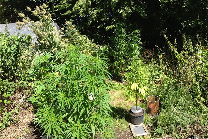 Growreport Bild 1
