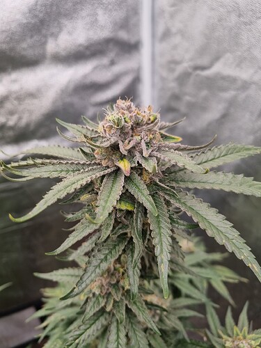 Growreport Bild 23