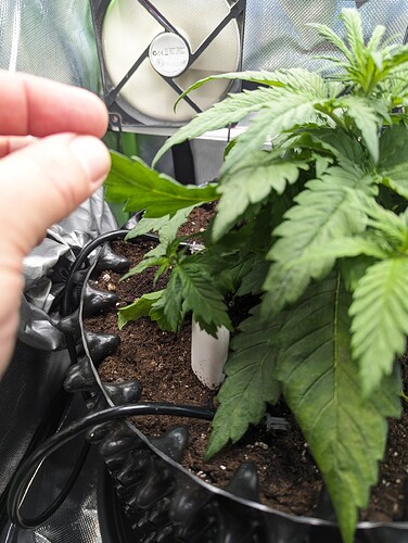 Growreport Bild 1