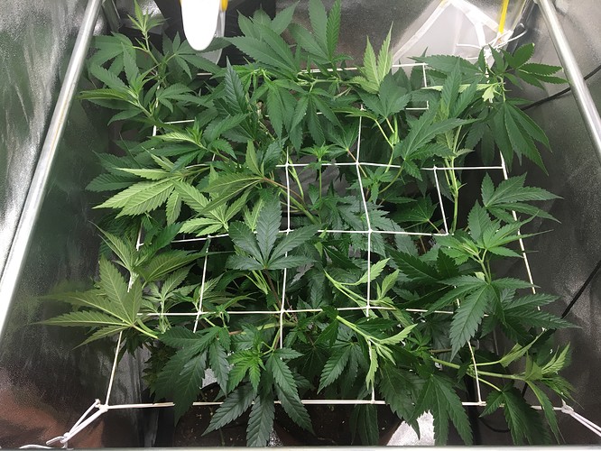 Growreport Bild 1