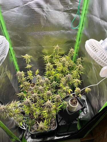Growreport Bild 26