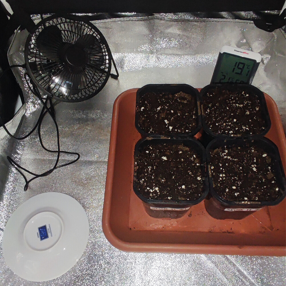Mein erster richtiger Grow, 3x RQS Special Kush#1 Feminisiert [-Abgeschlossen-]