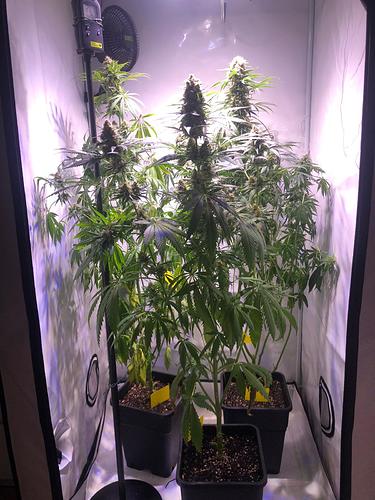 Growreport Bild 3