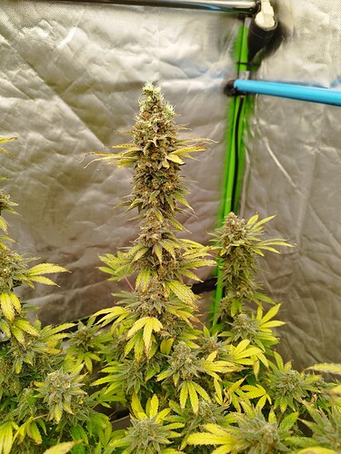 Growreport Bild 9