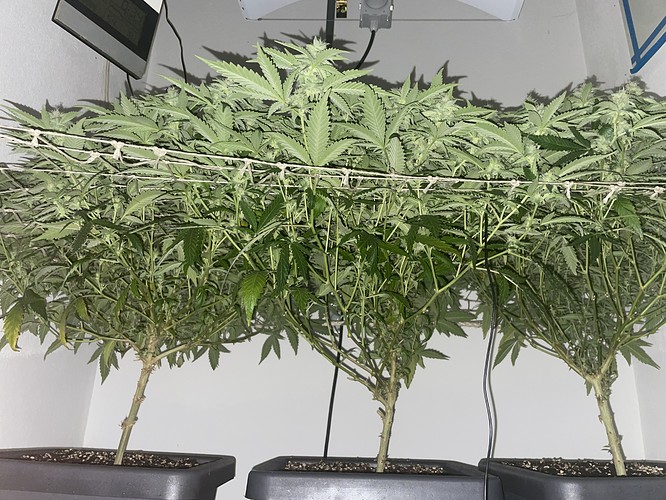 Growreport Bild 4