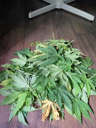 Growreport Bild 17