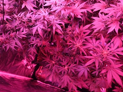 Growreport Bild 17