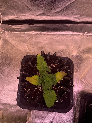 Growreport Bild 15
