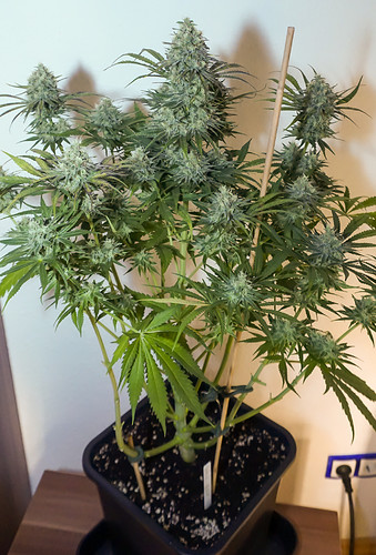Growreport Bild 2