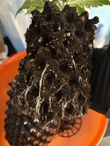 Growreport Bild 145