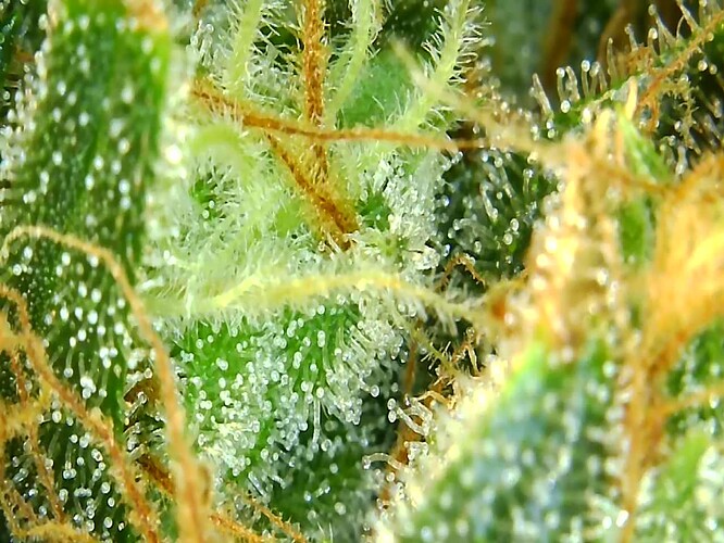 Growreport Bild 13