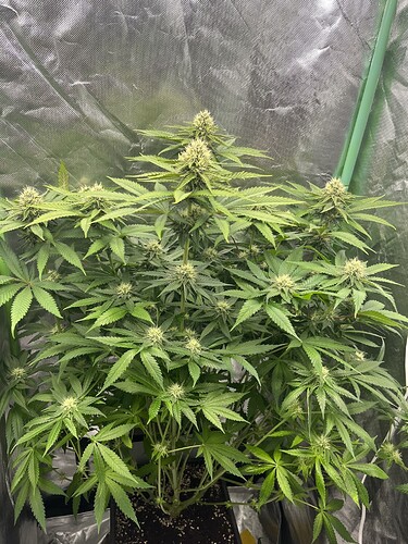 Growreport Bild 2