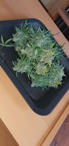 Growreport Bild 3