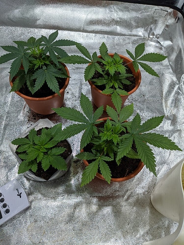 Growreport Bild 3