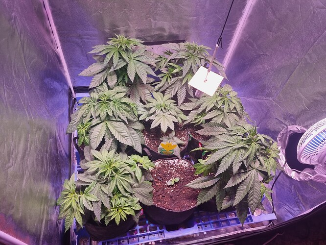 Growreport Bild 5