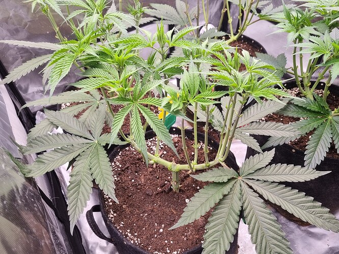 Growreport Bild 23