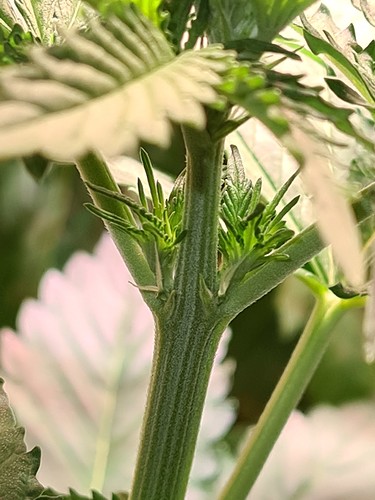 Nahaufnahme des Stiels einer jungen Cannabispflanze mit neuen Blättern, die sich an den Knoten entwickeln.