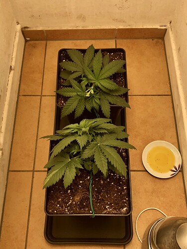 Growreport Bild 2