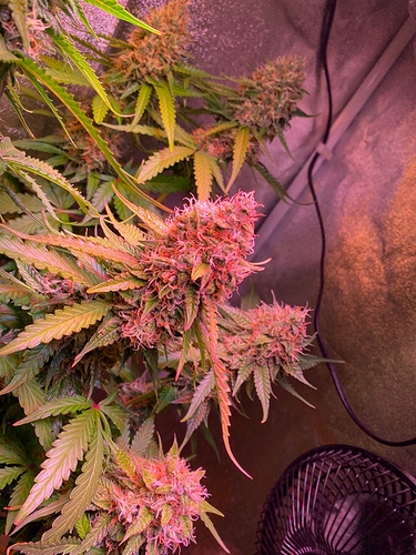 Growreport Bild 43