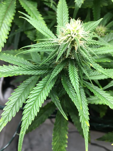 Growreport Bild 27