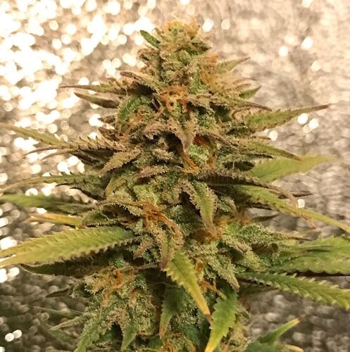 Growreport Bild 17