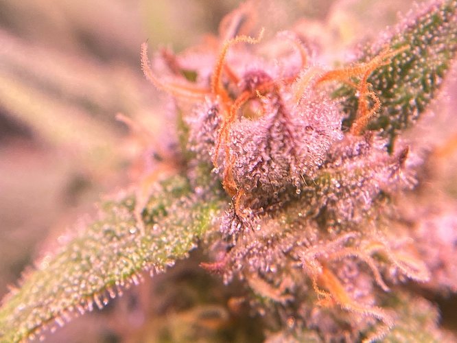 Growreport Bild 5