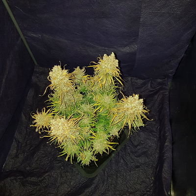 Growreport Bild 17