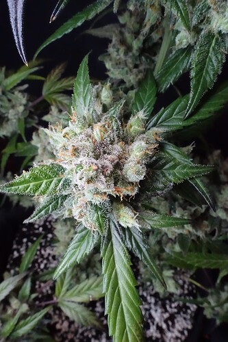Growreport Bild 3