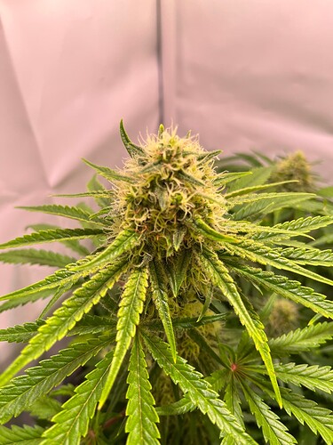 Growreport Bild 33