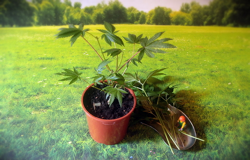 Growreport Bild 15