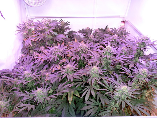 Growreport Bild 1