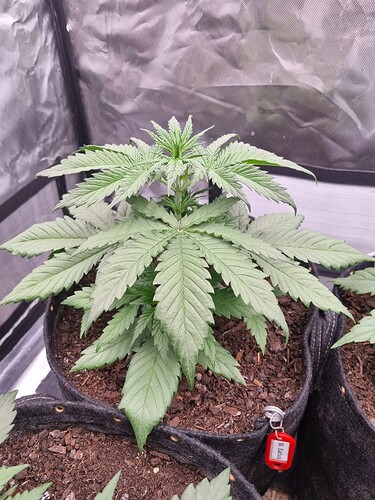 Growreport Bild 21