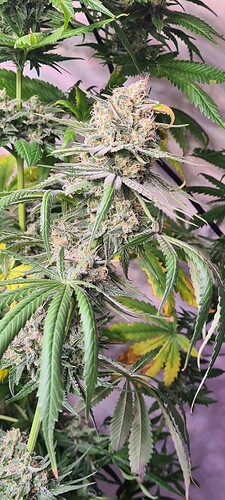 Growreport Bild 17