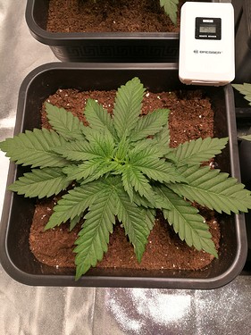 Growreport Bild 5
