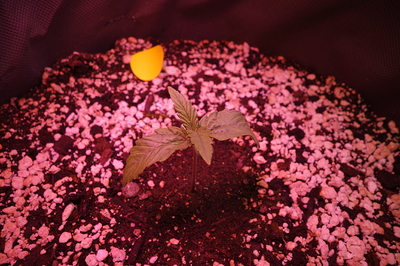 Ein junger Cannabiskeimling mit zwei Keimblättern und den ersten echten Blättern, der in einem Topf mit Erde und Perlit wächst. Ein gelber Tropfen ist im Hintergrund zu sehen.