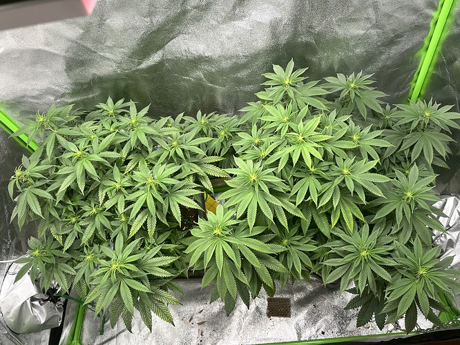 Growreport Bild 1