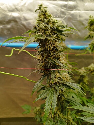 Growreport Bild 1