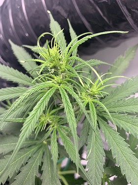 Growreport Bild 15