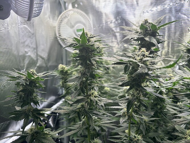 Growreport Bild 26