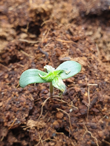Growreport Bild 5