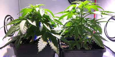 Growreport Bild 4