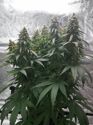 Growreport Bild 6