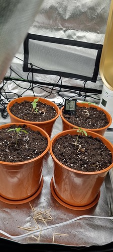 Growreport Bild 1