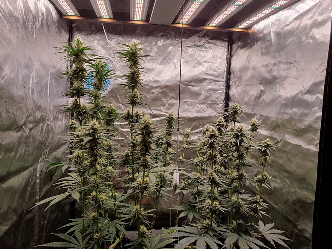 Growreport Bild 7