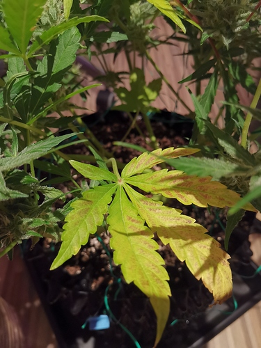 Growreport Bild 15