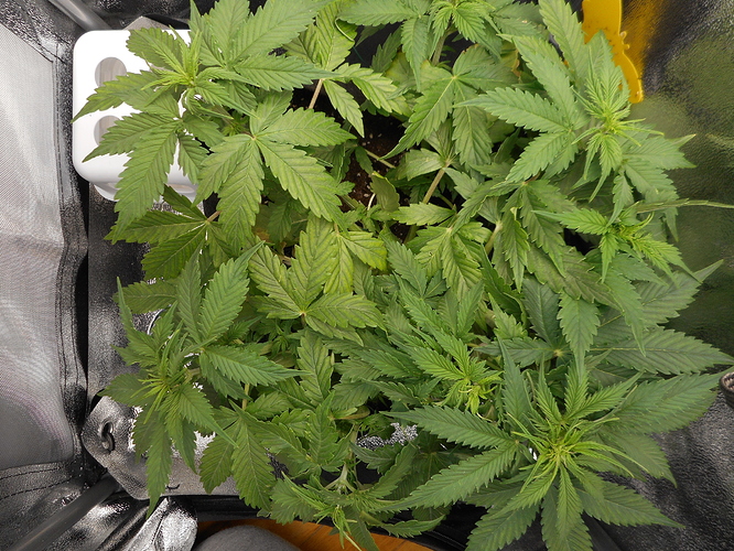 Growreport Bild 6