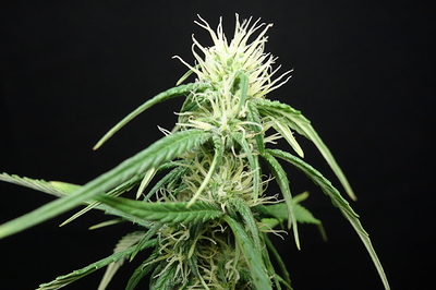 Growreport Bild 3